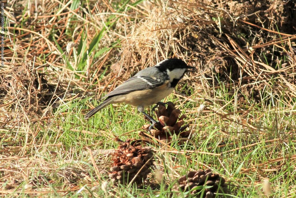 Coal Tit