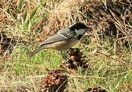 Coal Tit