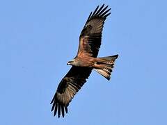 Black Kite