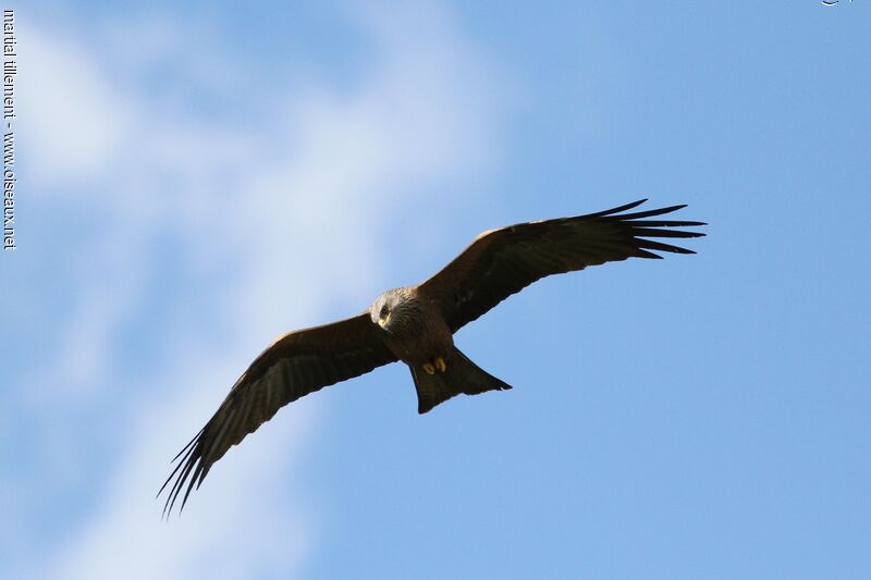 Black Kite male, Flight, fishing/hunting