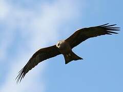 Black Kite