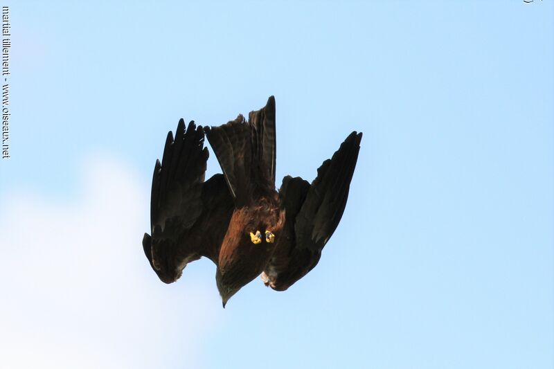 Black Kite male, fishing/hunting