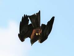 Black Kite