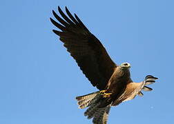 Black Kite