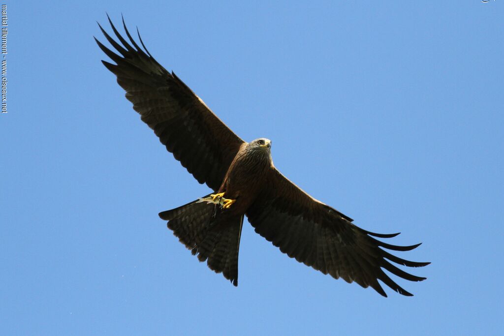 Black Kite