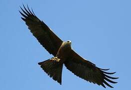 Black Kite