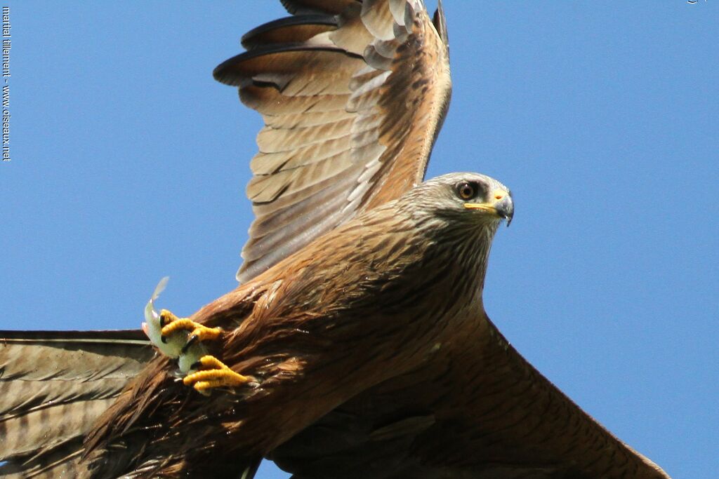 Black Kite