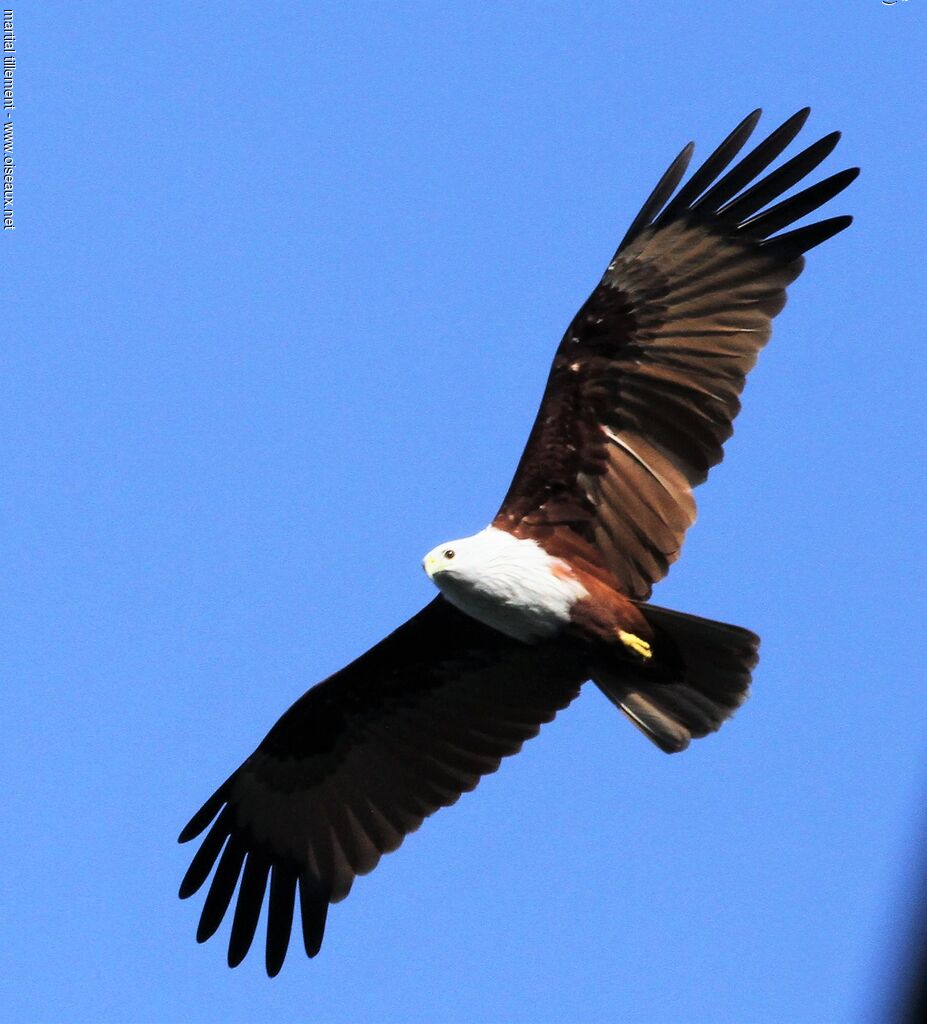 Brahminy Kite