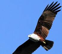 Brahminy Kite