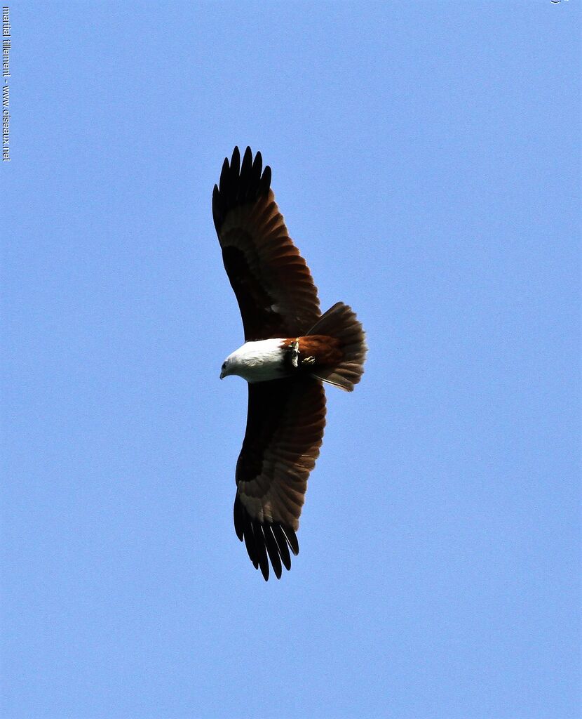 Brahminy Kite