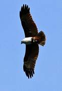 Brahminy Kite