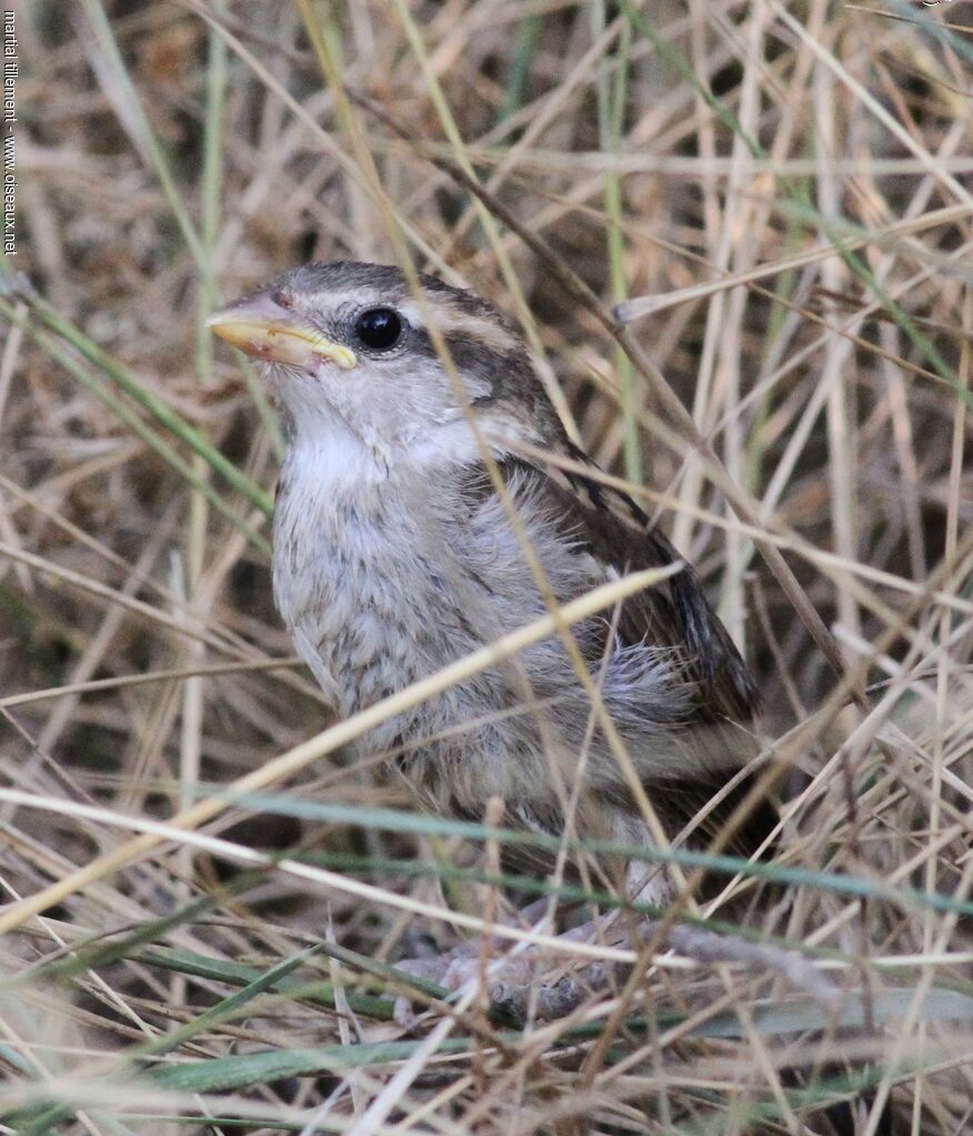 House SparrowPoussin