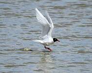 Mouette mélanocéphale