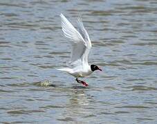 Mediterranean Gull