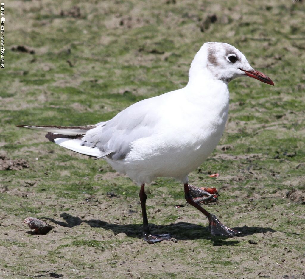 Mouette rieuse