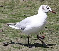 Mouette rieuse