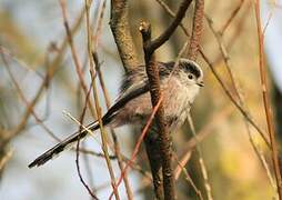 Long-tailed Tit