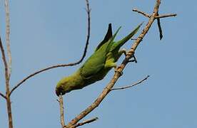 Rose-ringed Parakeet