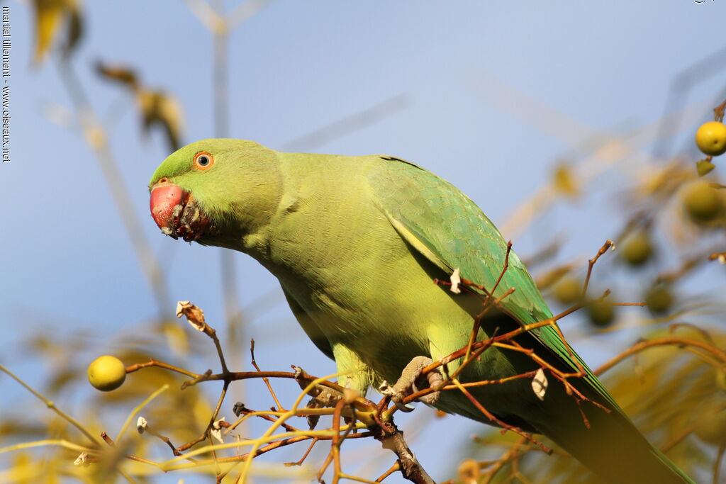 Rose-ringed Parakeet female