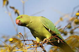 Rose-ringed Parakeet