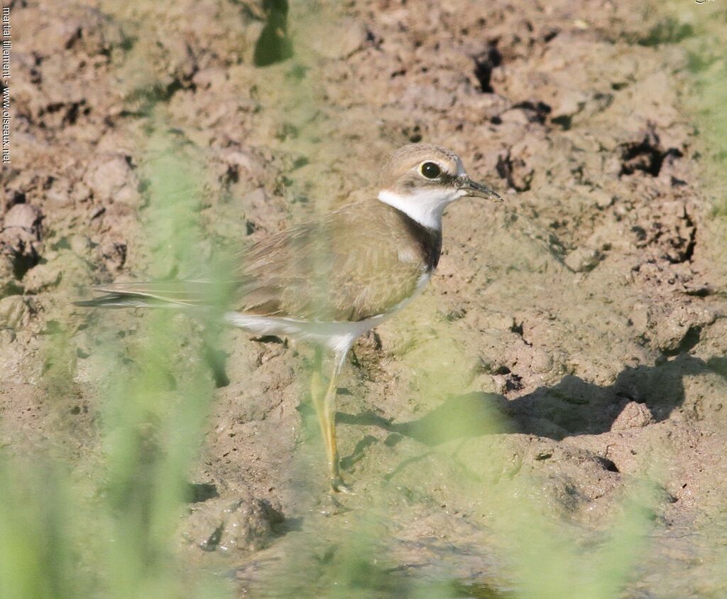 Little Ringed Ploverjuvenile