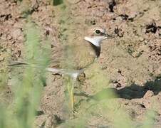 Little Ringed Plover