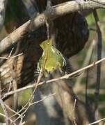 Common Iora