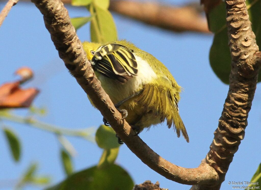 Common Iora