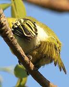 Common Iora