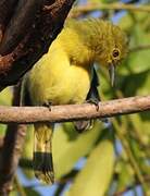 Common Iora