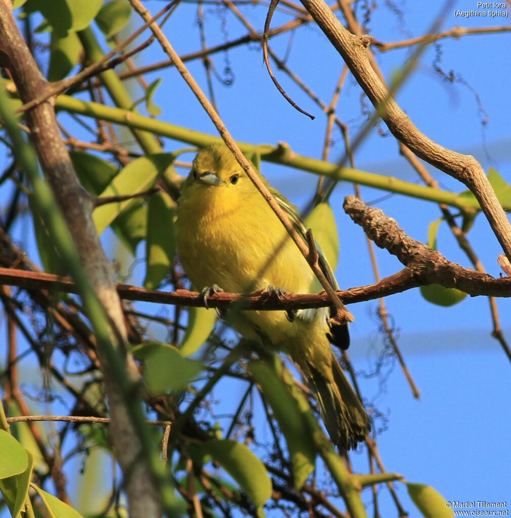 Common Iora