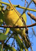 Common Iora