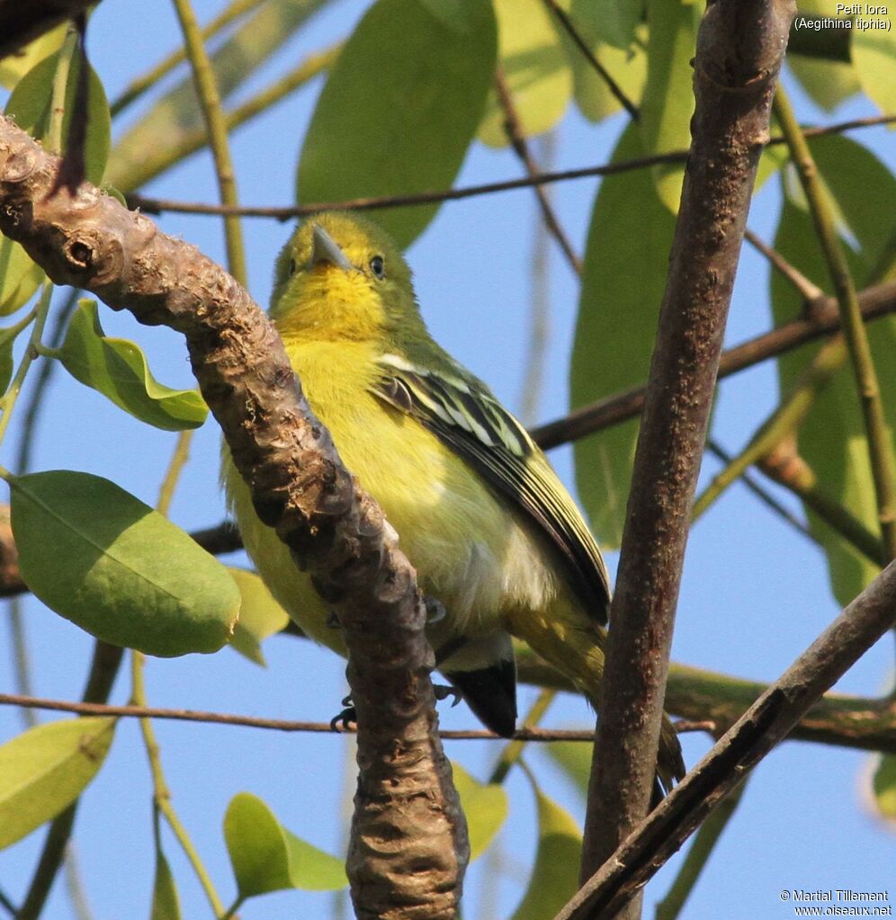 Common Iora