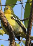 Common Iora