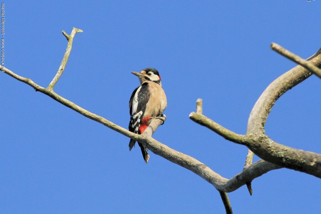 Great Spotted Woodpecker male