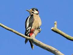 Great Spotted Woodpecker