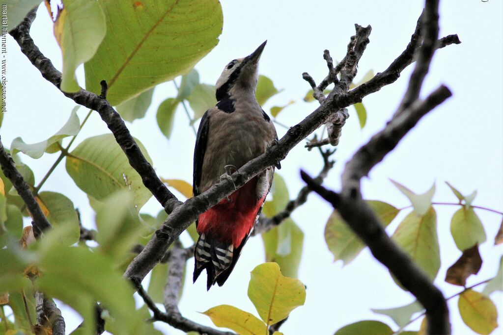 Great Spotted Woodpecker