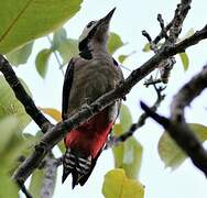 Great Spotted Woodpecker