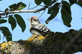 Lesser Spotted Woodpecker