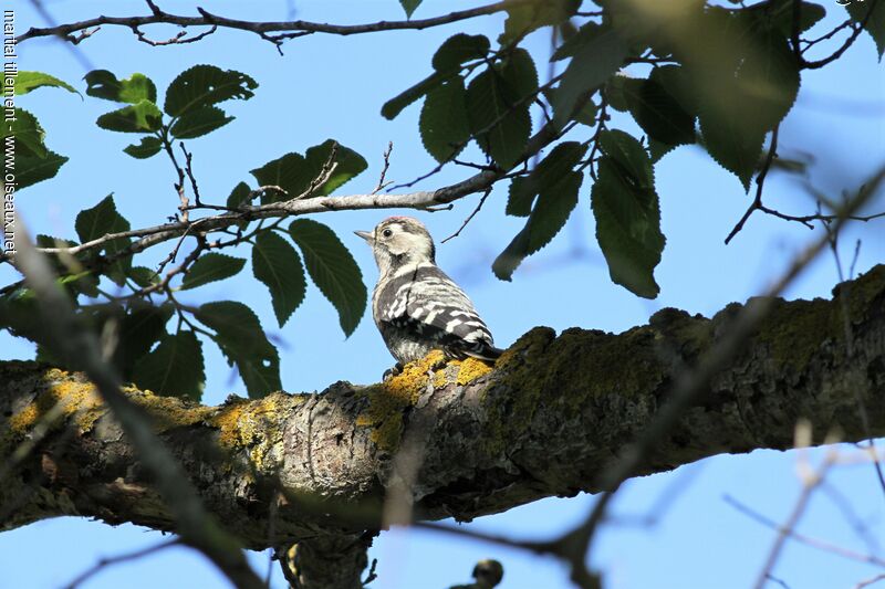 Lesser Spotted Woodpeckerjuvenile