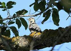 Lesser Spotted Woodpecker