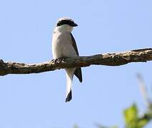 Red-backed Shrike