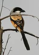 Long-tailed Shrike