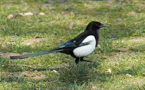 Eurasian Magpie