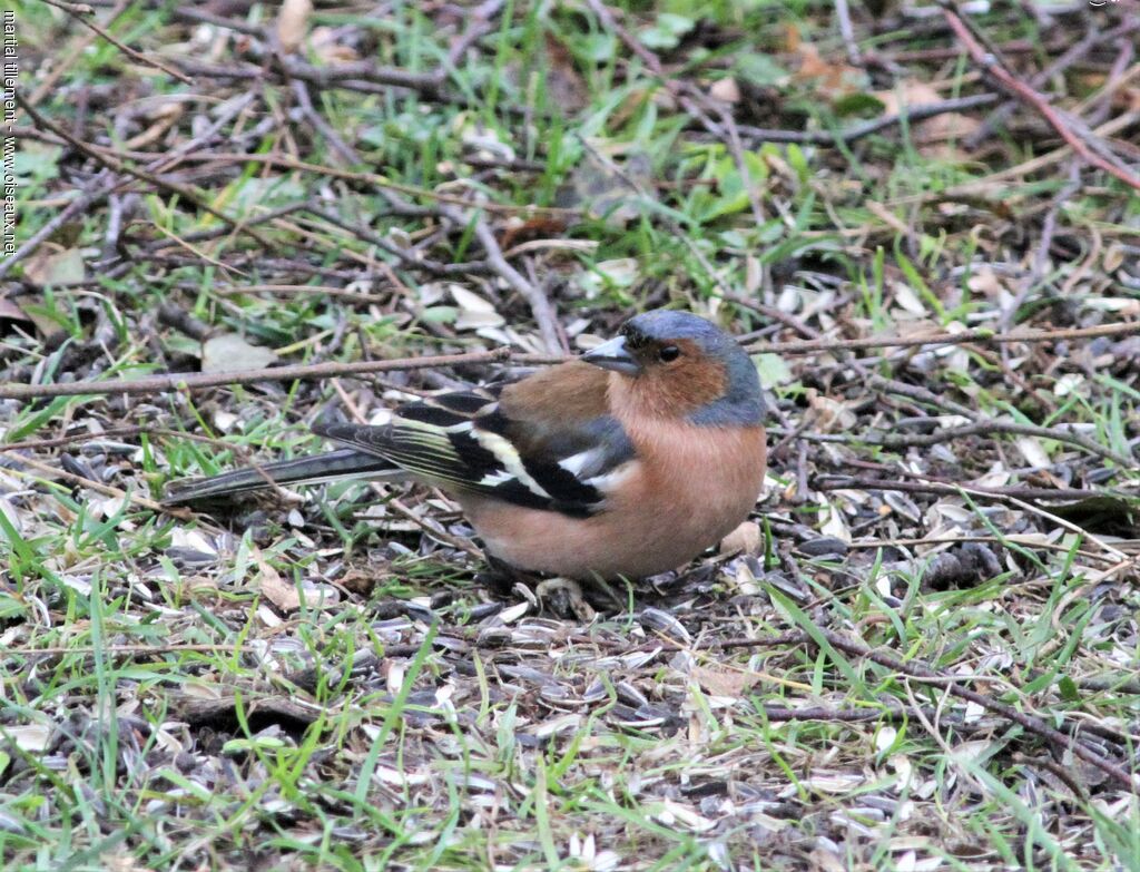 Common Chaffinch male