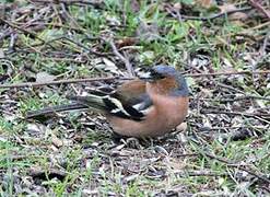 Eurasian Chaffinch