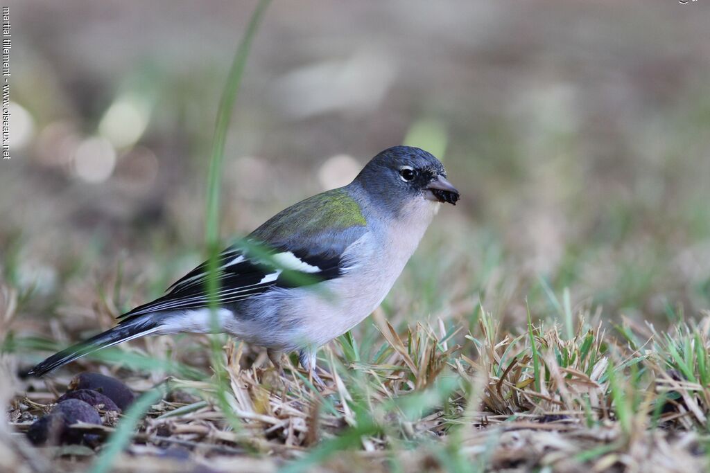 Eurasian Chaffinch