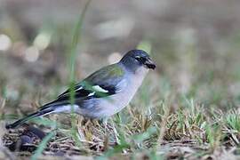 Common Chaffinch