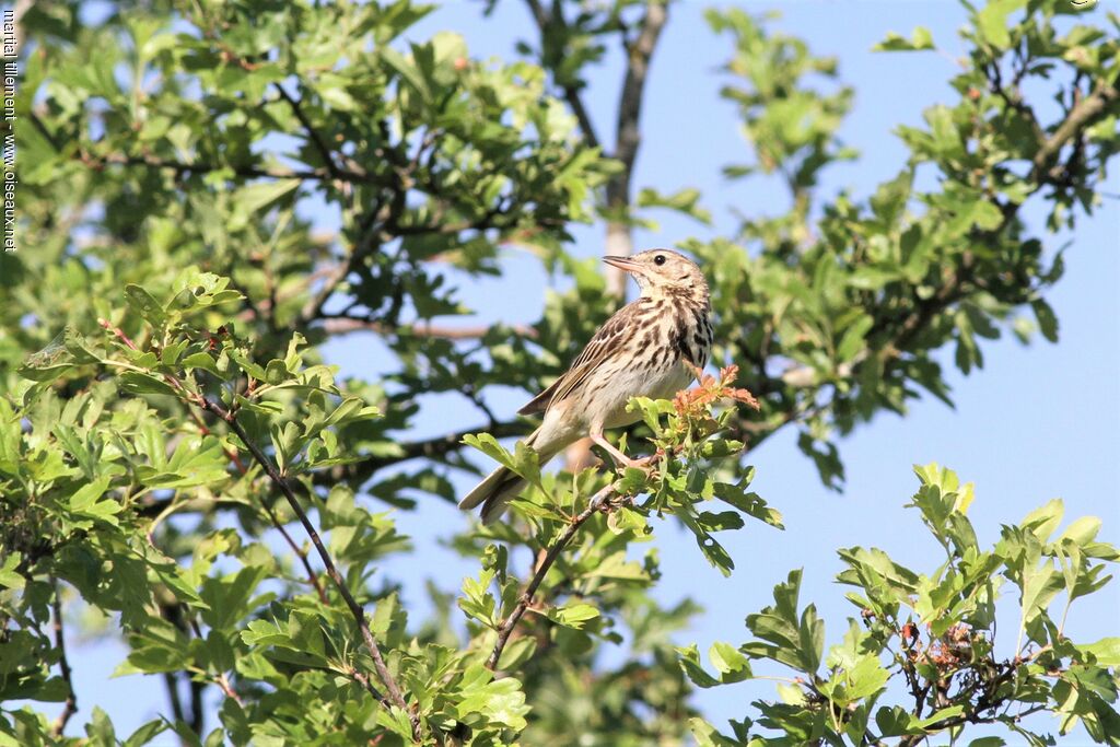 Tree Pipit