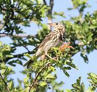 Pipit des arbres